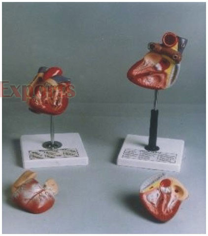 HUMAN HEART